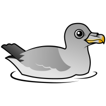 Northern Fulmar (intermediate)