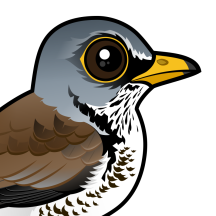 Thrushes & Mockingbirds