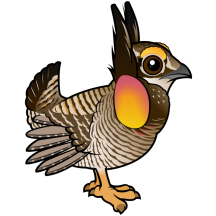 Cute Greater Prairie-Chicken