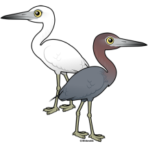 Little Blue Heron