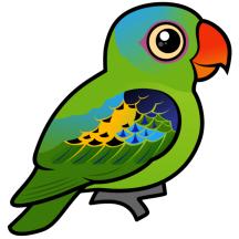 Blue-naped Parrot
