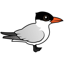 Royal Tern