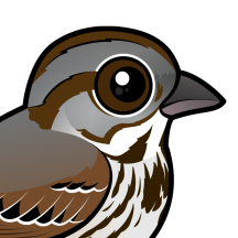 Sparrows