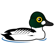 Common Goldeneye