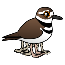Eight-legged Killdeer