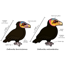 Yellow-headed Greater v Lesser