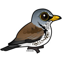 Fieldfare