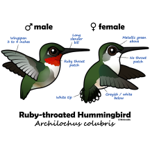 Ruby-throated Hummer Stats