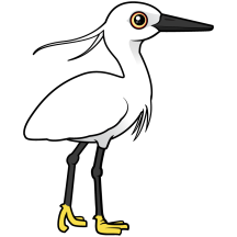 Little Egret