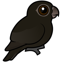 Lesser Vasa-Parrot