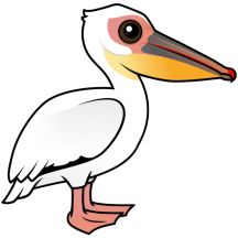 Great White Pelican