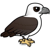 White-bellied Sea Eagle
