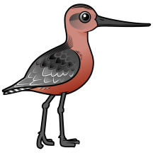 Bar-tailed Godwit
