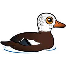 White-winged Duck