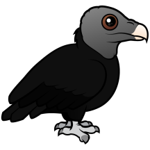 Cute Black Vulture