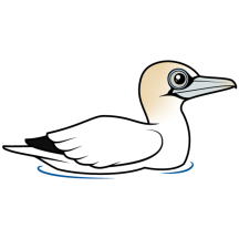 Swimming Northern Gannet