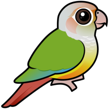 Cinnamon Green-cheeked Conure