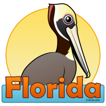 Florida Brown Pelican