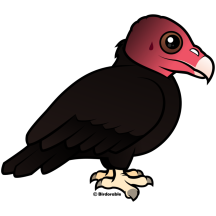 Turkey Vulture