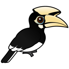Oriental Pied Hornbill
