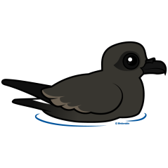 Leach's Storm Petrel (swim)