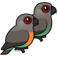 Red-bellied Parrot Pair