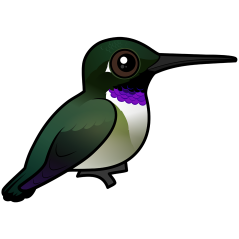 Black-chinned Hummingbird