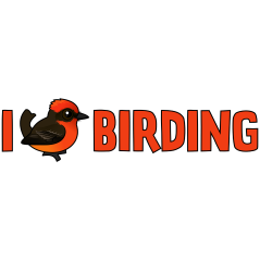 I Love Birding Vermilion Flycatcher