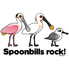 Spoonbills Rock!