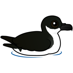 Newell's Shearwater (swim)