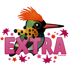 Tufted Coquette is *EXTRA*