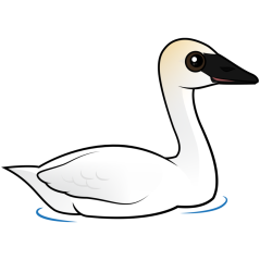 Trumpeter Swan
