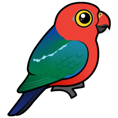 Australian King-Parrot