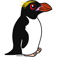 Macaroni Penguin