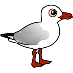 Silver Gull