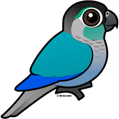 Turquoise Green-cheeked Conure