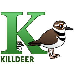 K is for Killdeer