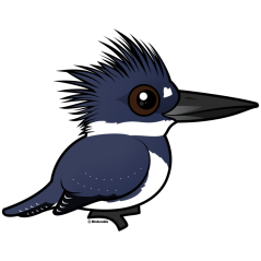 Cute Belted Kingfisher