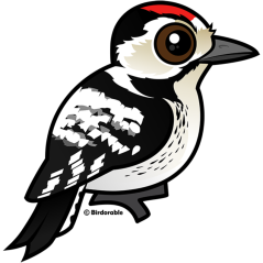 Lesser Spotted Woodpecker