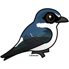 White-rumped Swallow