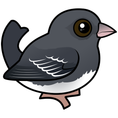 White-winged Dark-eyed Junco