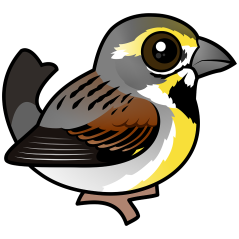 Dickcissel