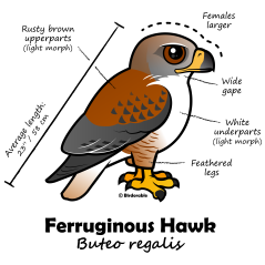 Ferruginous Hawk Statistics