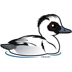 Smew