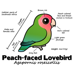 Peach-faced Lovebird Statistics