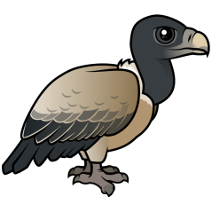 Indian Vulture