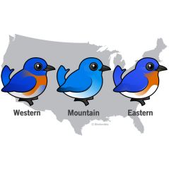 Bluebird Map