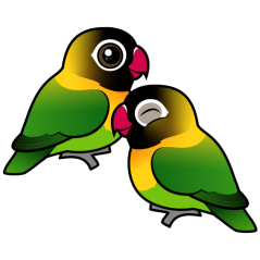 Masked Lovebird Adorable Pair