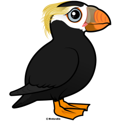 Tufted Puffin