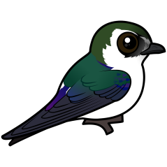 Violet-green Swallow